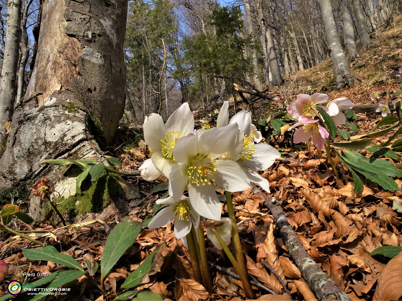 10 Bellissimi ellebori sul sent. 7 nel Bosco Giulia.JPG